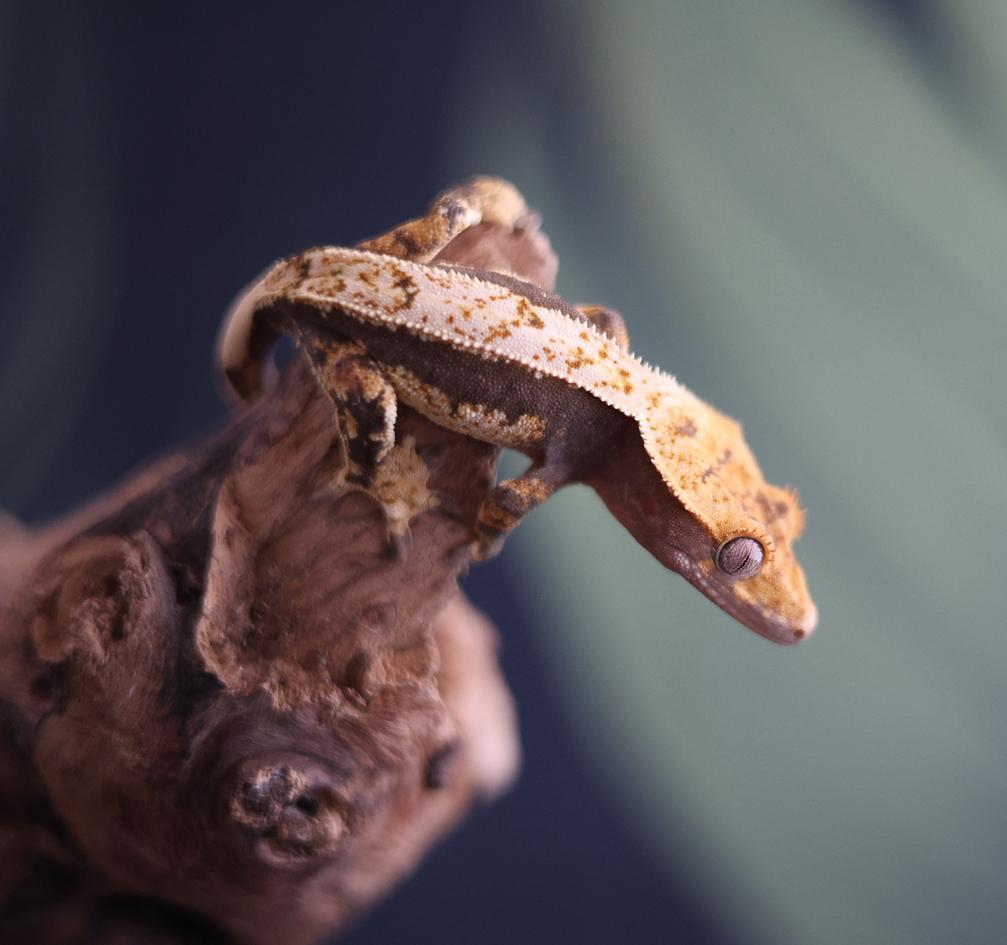 Mooie Tricolor Wimpergekko (Crested Gecko) Crested Gecko - female for sale from MaRa81
