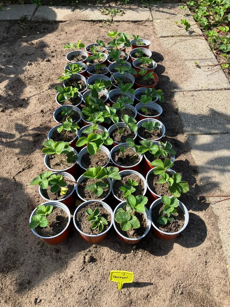 Biologische aardbeiplanten Daroyal, Tuin en Terras, Planten | Tuinplanten, Ophalen, Vaste plant, Overige soorten, Volle zon