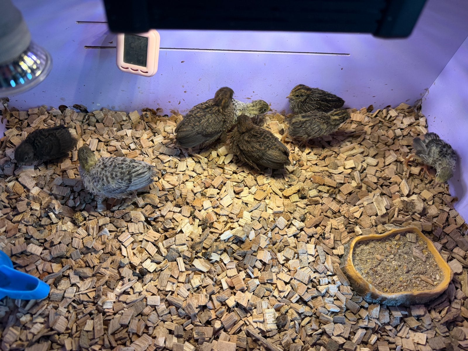 Kwartel chinese dwergkwartel 8 stuks, Dieren en Toebehoren, Pluimvee, Meerdere dieren, Overige soorten