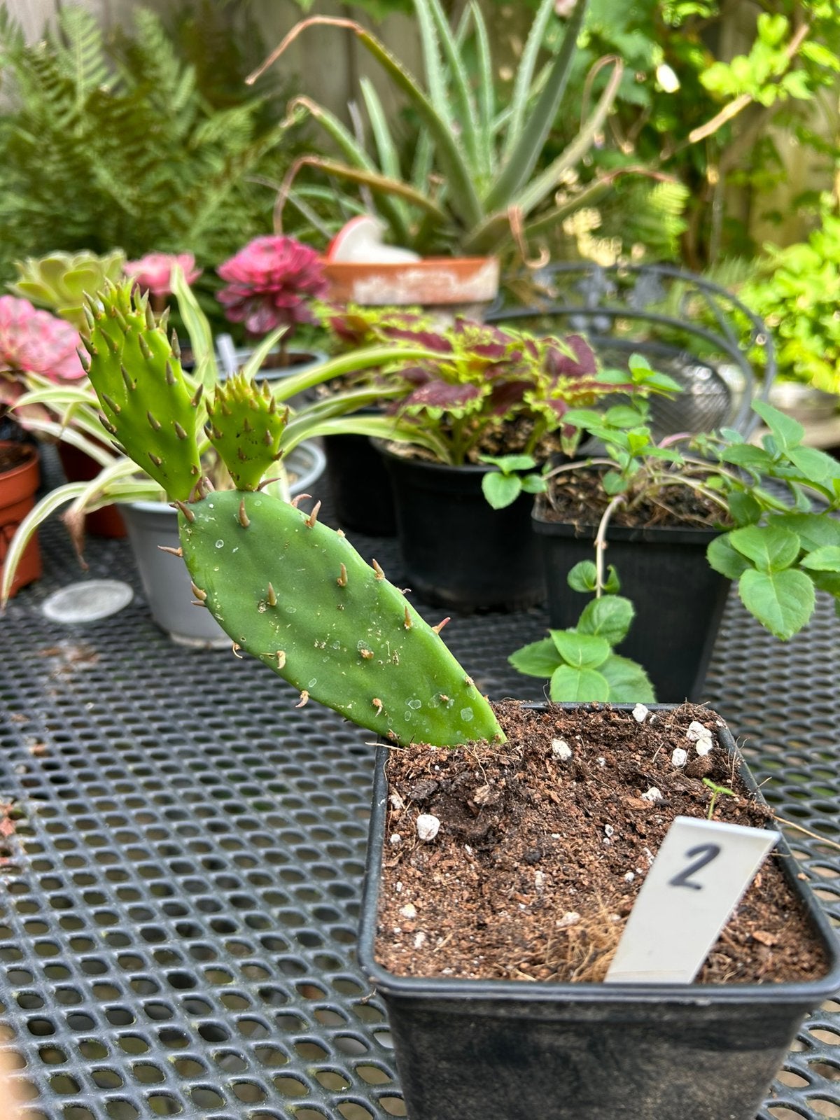 Opuntia indica - goed gewortelde stek - schijfcactus, Tuin en Terras, Planten | Tuinplanten, Ophalen of Verzenden, Overige soorten