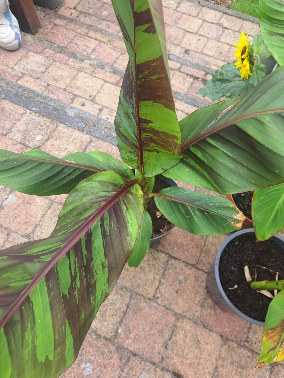 Musa  Sikkemensis- Winterharde Bananenplant, Volle zon, Vaste plant, Bloeit niet, Ophalen