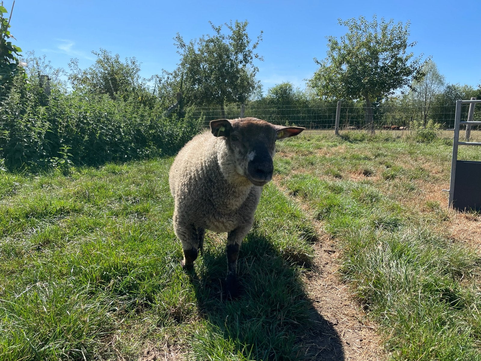 Luxe Dekram 50%Texelaar en 50% Suffolk, Mannelijk, Schaap