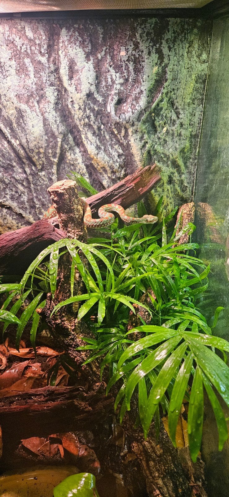 Gezocht! Trimeresurus Venustus, Dieren en Toebehoren, Slang