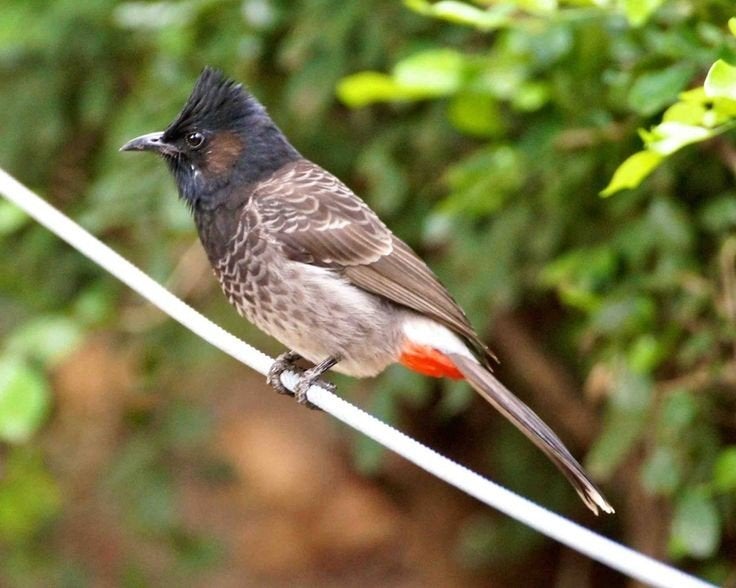 Roodbuik buulbuul, Dieren en Toebehoren, Meerdere dieren, Tropenvogel