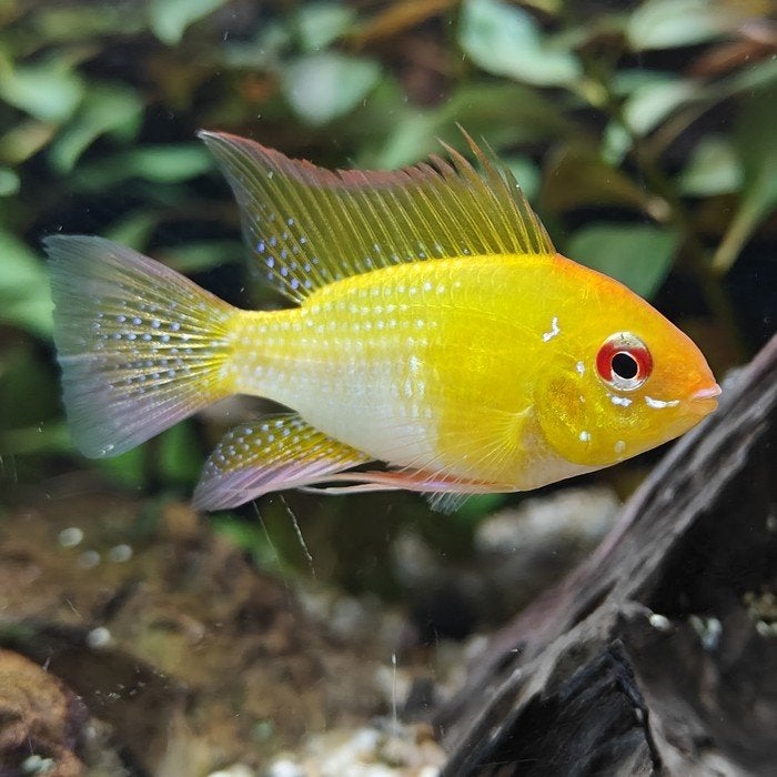 Microgeophagus ramirezi, Vis