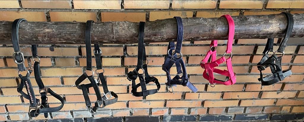 6 veulen halsters paard, diverse maten, Dieren en Toebehoren, Ophalen of Verzenden, Overige soorten