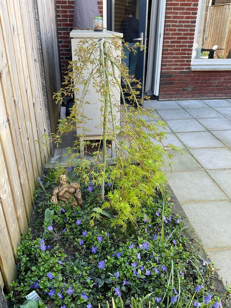 Japanse Esdoorn (Acer palmatum) - Treurvorm, Ophalen, Bloeit niet, Halfschaduw, Overige soorten