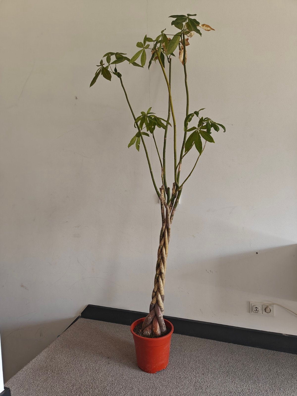 Pachira Aquatica (money plant), Ophalen, Overige soorten, Volle zon