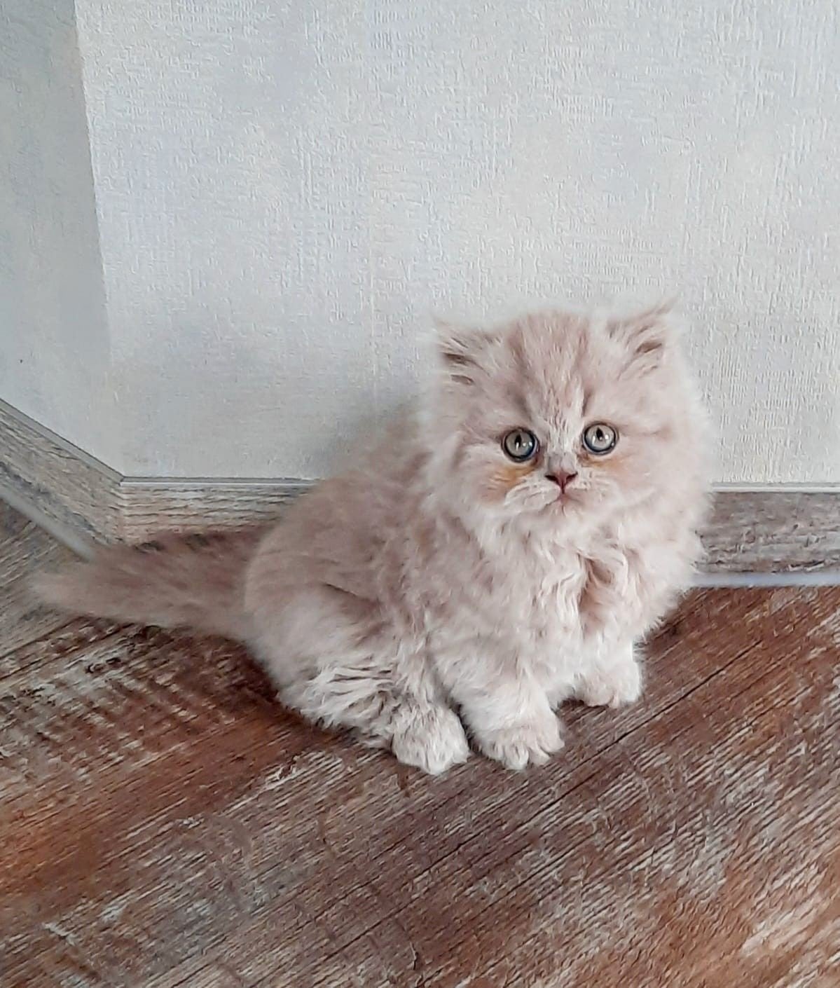 Brits/Britse laanghaar meisje met stamboom, Dieren en Toebehoren, Katten en Kittens | Raskatten | Langhaar, Poes, Met stamboom
