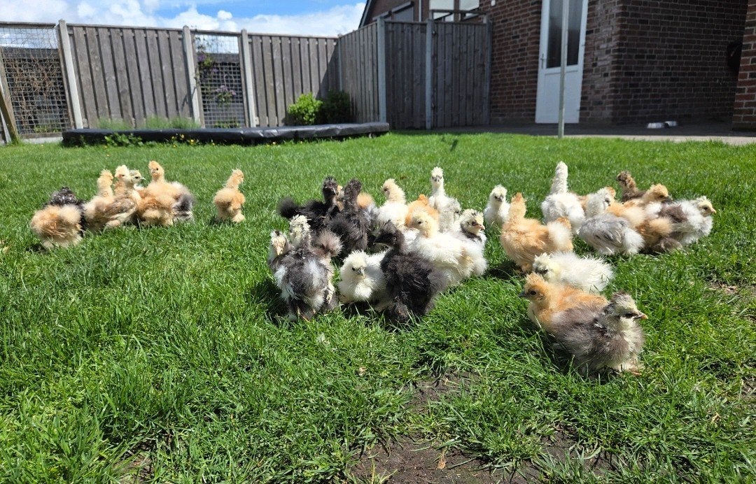 Zijdehoen hennen 8 weken ️, Dieren en Toebehoren, Vrouwelijk, Kip