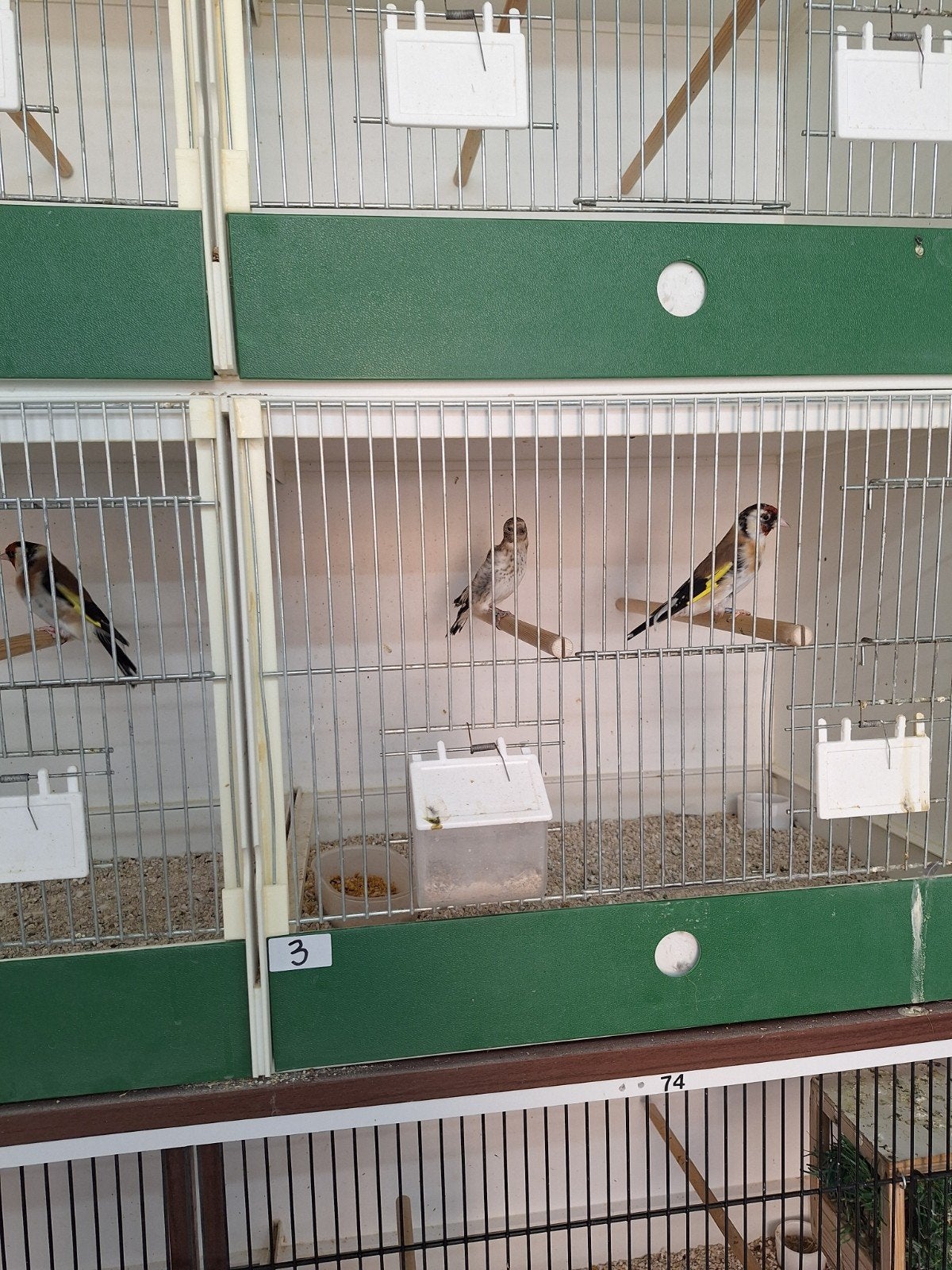 koppel majoor putters, Meerdere dieren, Wildzangvogel, Geringd