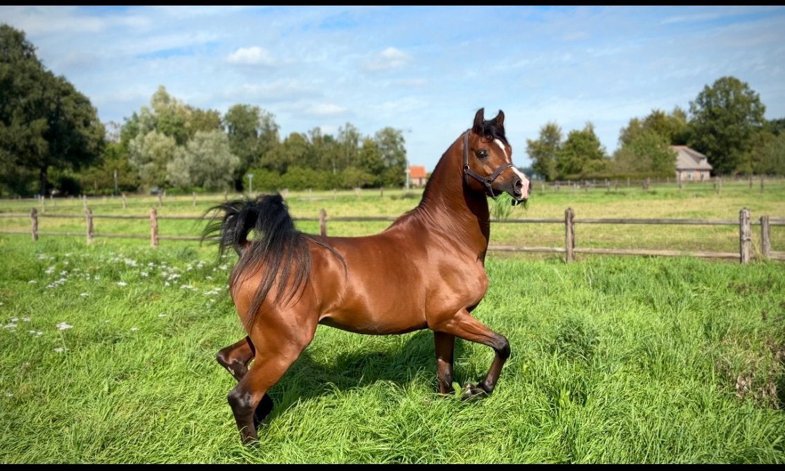 Arabische volbloed hengst te koop!, Minder dan 160 cm, Met stamboom, Dressuurpaard, Hengst