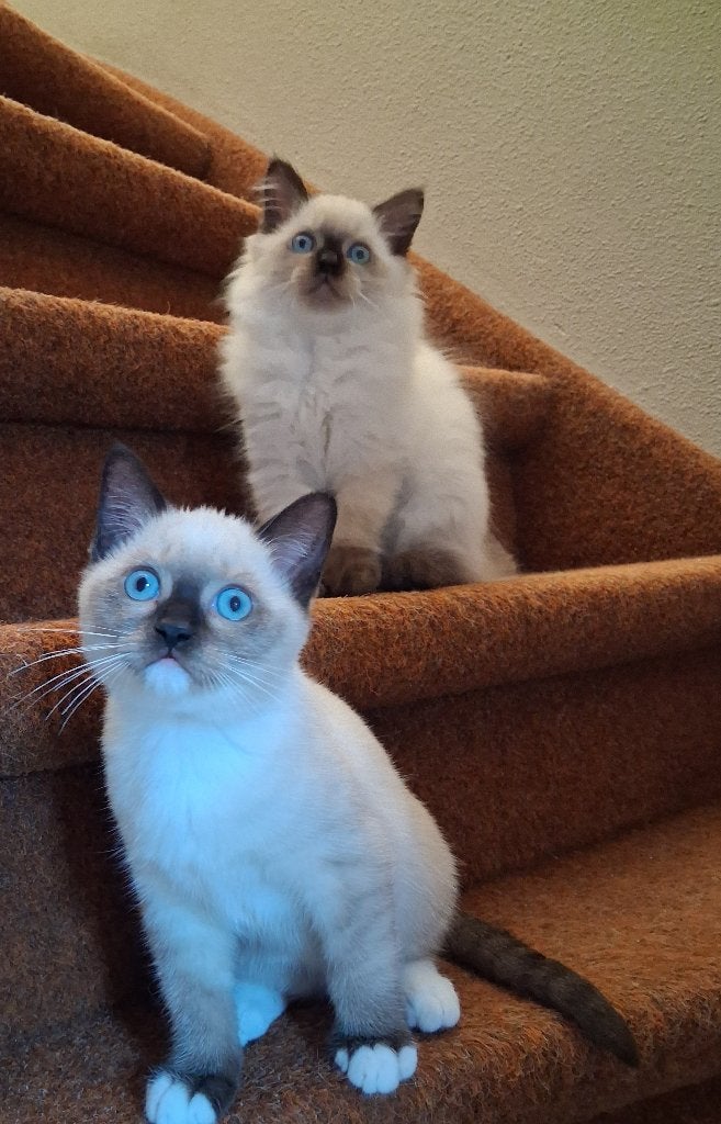 In de mix kittens Ragdoll x Brits korthaar, Meerdere dieren, Ontwormd, 0 tot 2 jaar