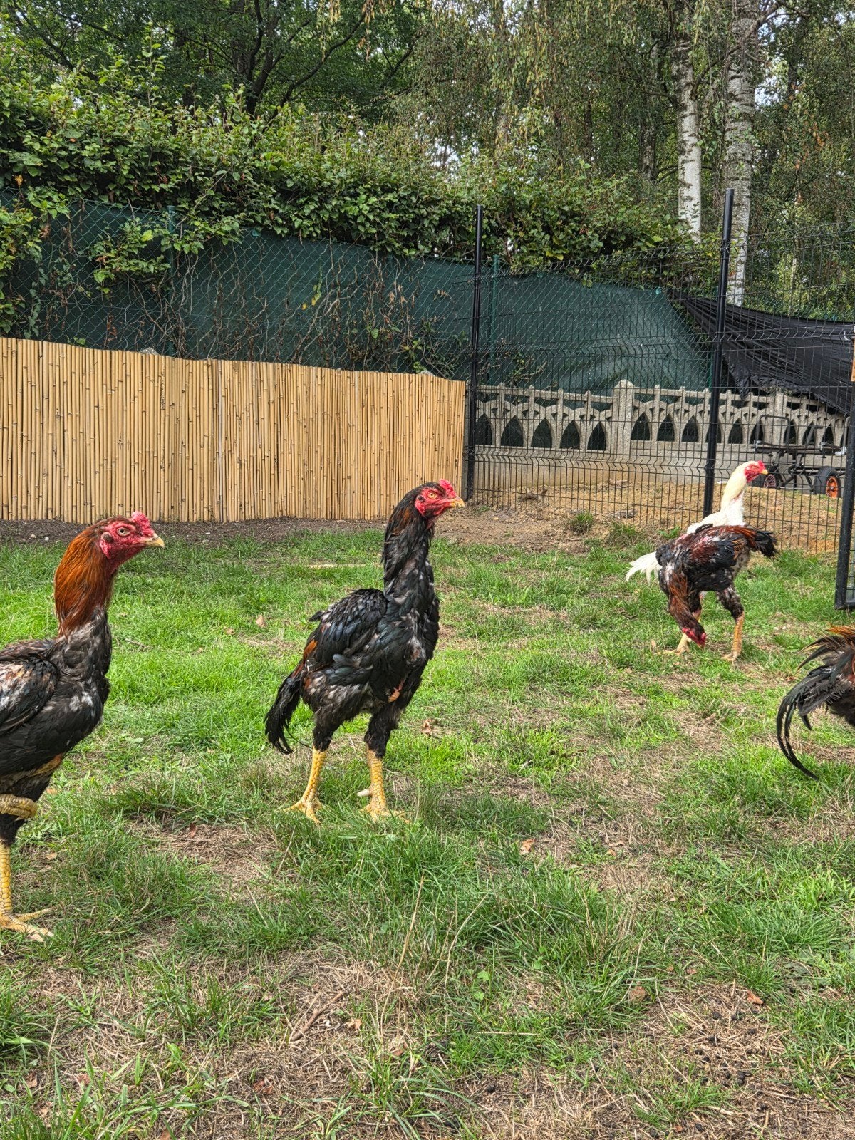 mooie o shamo hanen en kippen, Dieren en Toebehoren, Meerdere dieren, Kip
