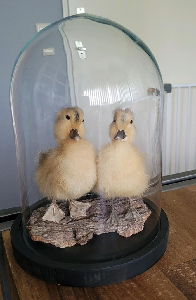 Stolp met opgezette eendjes, Verzamelen, Ophalen of Verzenden, Overige soorten, Opgezet dier