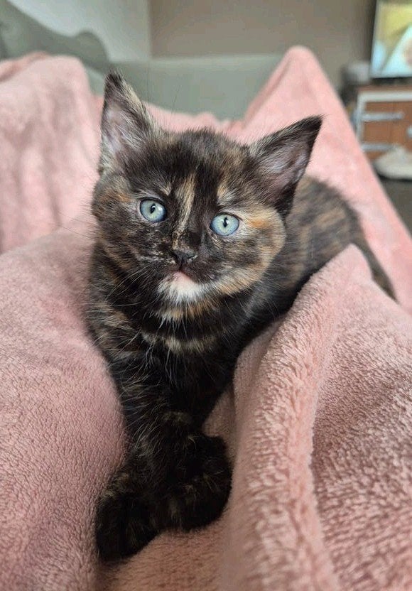 Mooi Ragdoll x Maine coon kitten, Poes