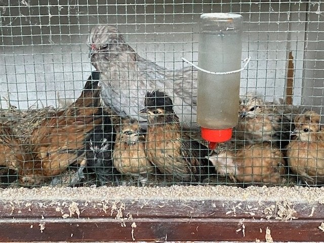 Watermaalse baardkrielen van ong 15 juli 2026, Dieren en Toebehoren, Pluimvee, Vrouwelijk, Kip