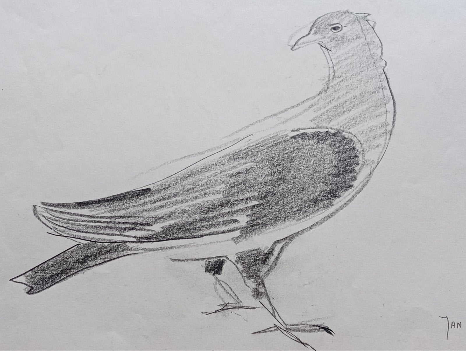 Jan Visser tekening Duif jaren 40-50, Antiek en Kunst, Kunst | Tekeningen en Foto's, Ophalen of Verzenden