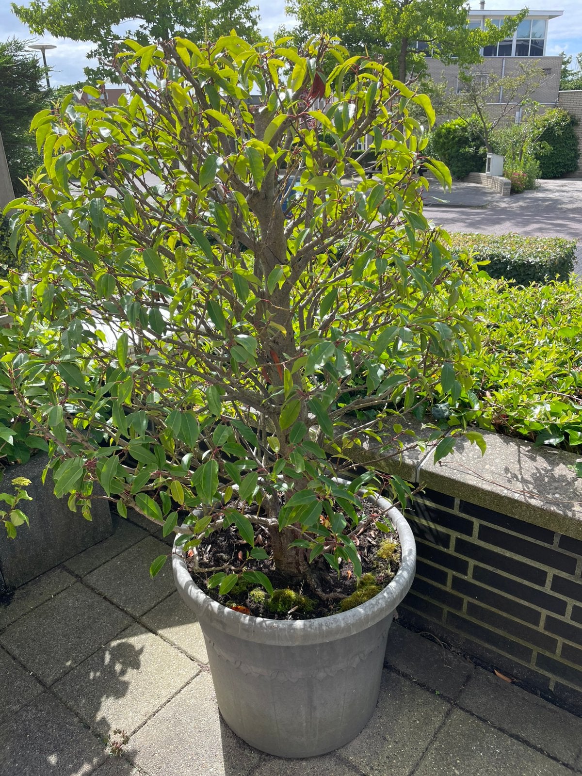 Boompjes, heester, planten, Laurier, sering, hortensia, Halfschaduw, Overige soorten, Lente, 100 tot 250 cm