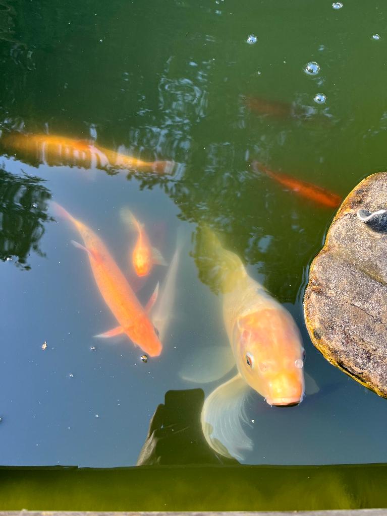 Koi Karper + Meerdere Kleine Koi + Goudwindes + Voer, Karper of Koi
