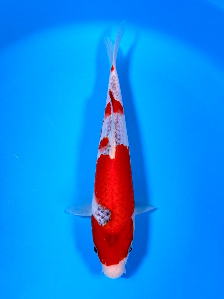 HQ Goshiki | Conias Tateshita Tosai | 25-30 cm, Karper of Koi