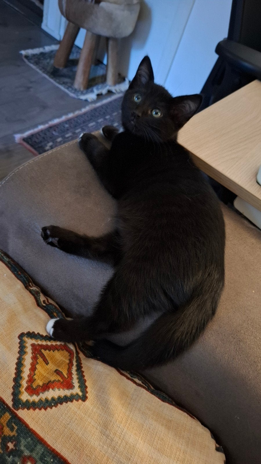 Prachtige kittens half Birman, Dieren en Toebehoren, Poes