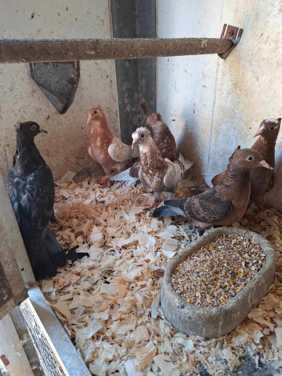 Jonge vinkduiven, Dieren en Toebehoren, Vogels | Duiven, Meerdere dieren, Overige soorten