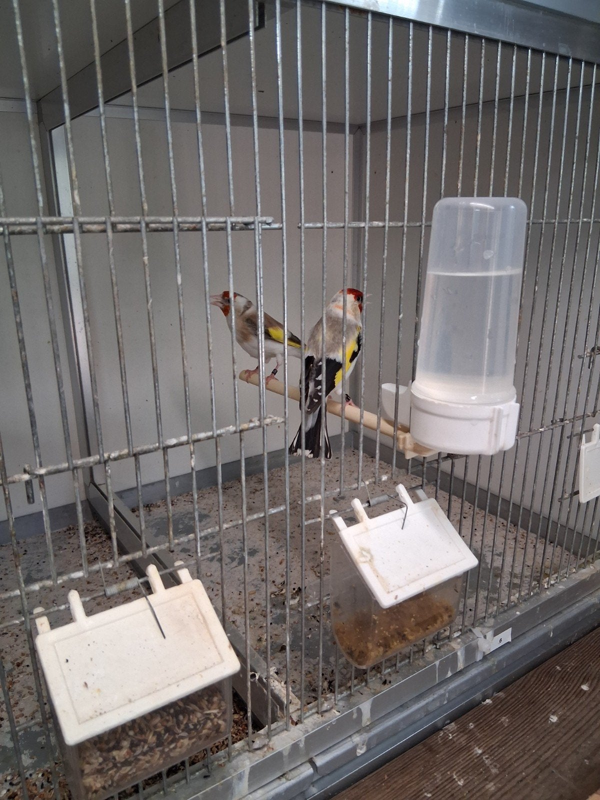 Majoor putter van 2025, Meerdere dieren, Wildzangvogel