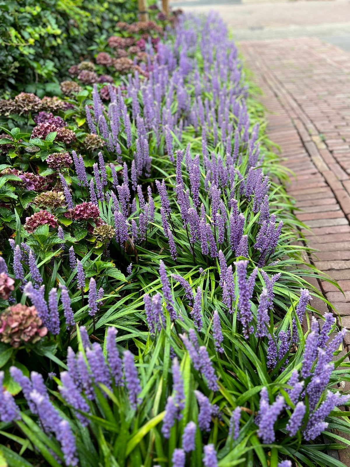 34 x Leliegras – Liriope muscari ‘Moneymaker’ XXXXL, Ophalen, Vaste plant, Siergrassen, Halfschaduw