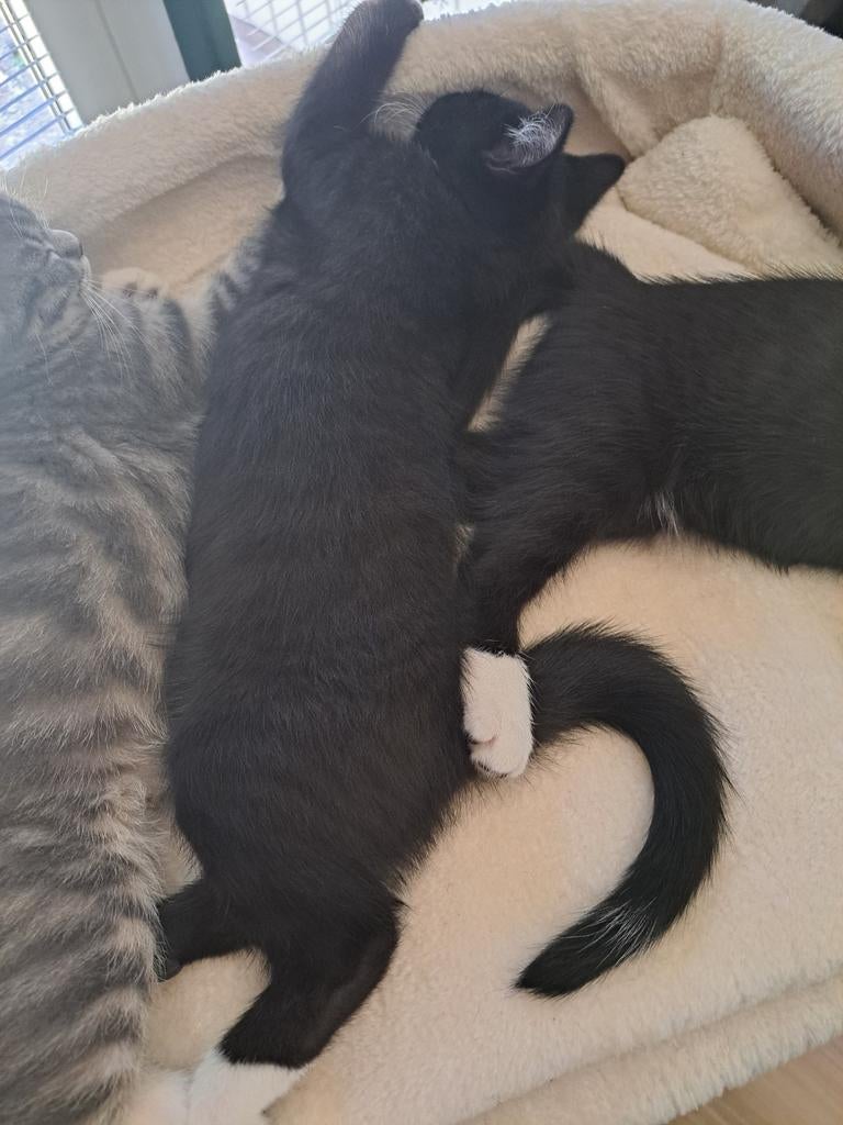 Britse korthaar kittens, Ophalen of Verzenden, Nieuw