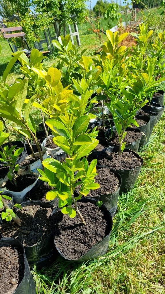Laurier Rotundigolia, 40 cm, in pot, Tuin en Terras, Planten | Struiken en Hagen, Ophalen, Laurier, Haag, Minder dan 100 cm