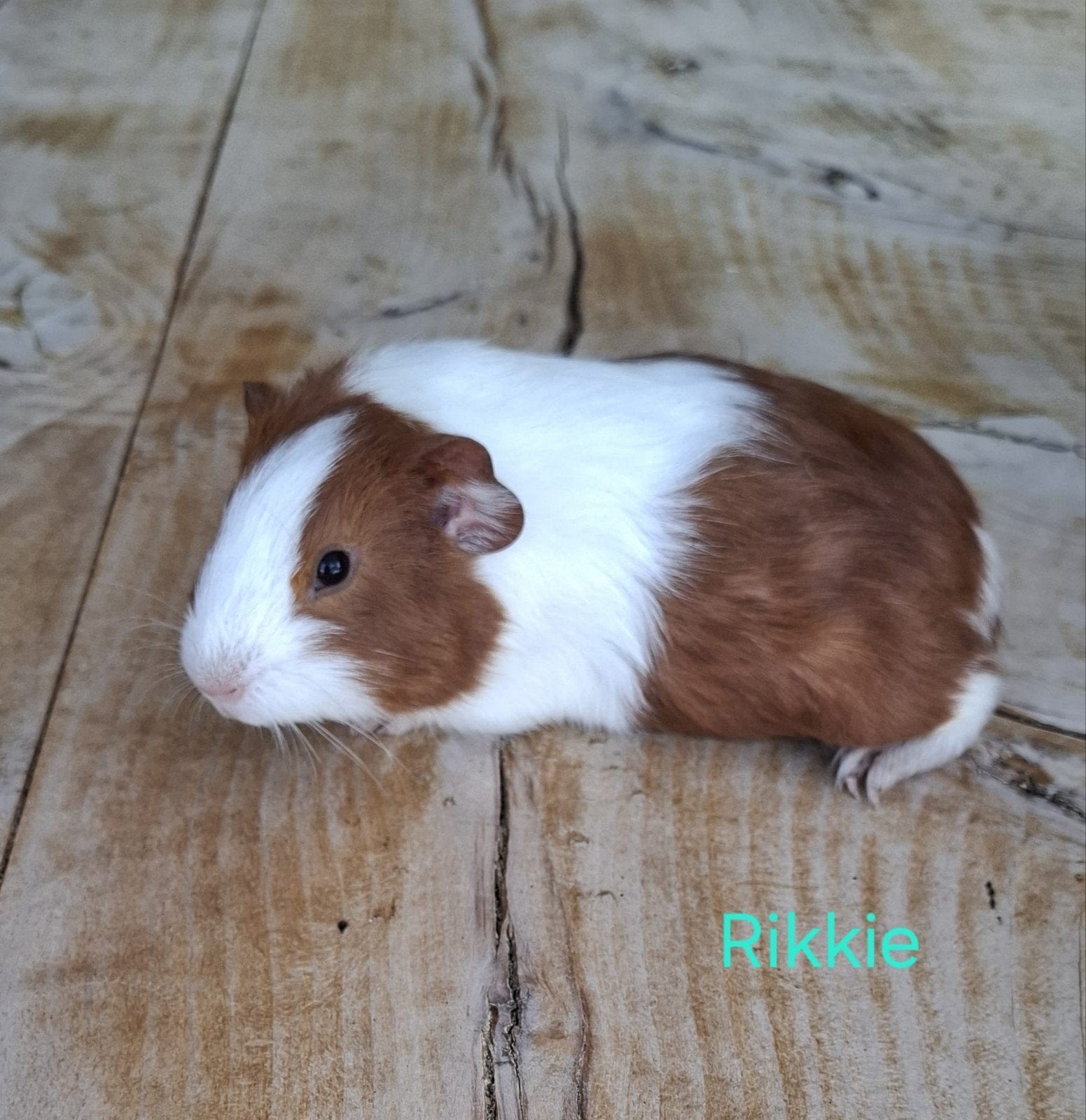 jonge Cavia's, Dieren en Toebehoren, Augustus, Mannelijk, Cavia