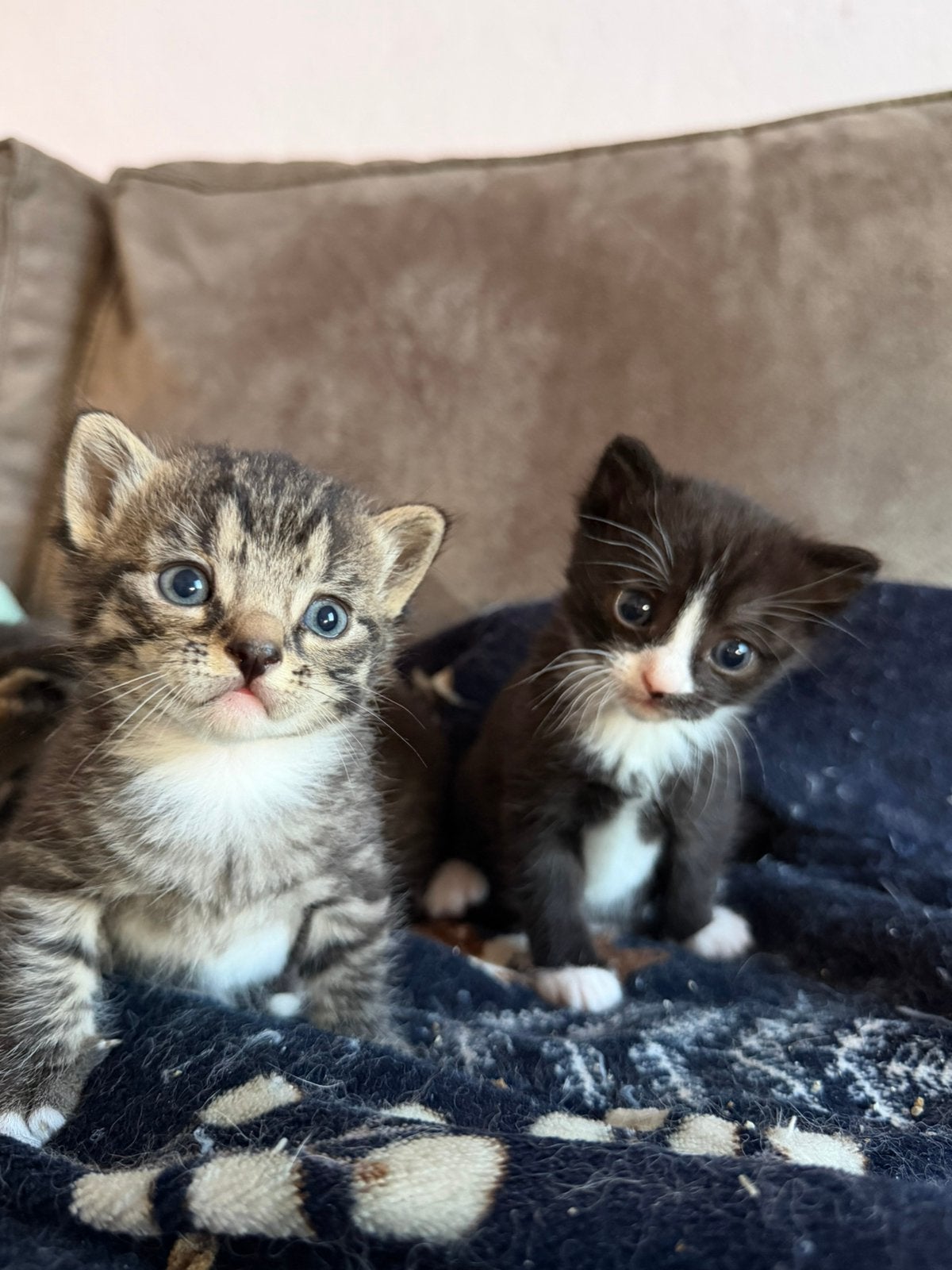 4 mooie kitten, Dieren en Toebehoren