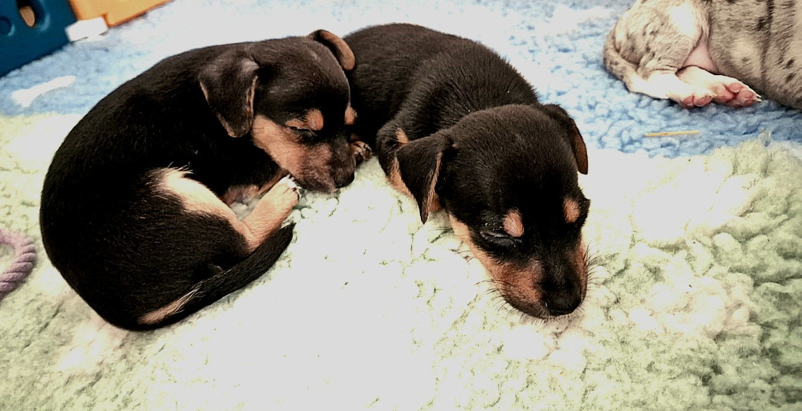 Nog 2 black and tan pups beschikbaar (foto 1), Dieren en Toebehoren, Honden | Jack Russells en Terriërs, Parvo, Jack Russell Terriër