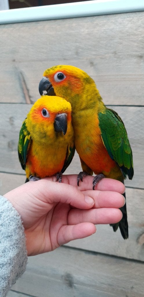 Jonge Baby Zonparkieten | Handtam | Aanhankelijk, Dieren en Toebehoren, Vogels | Parkieten en Papegaaien, Meerdere dieren, Parkiet