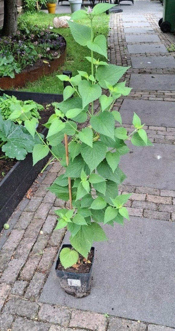 Dropplant, Ophalen, Overige soorten, Volle zon