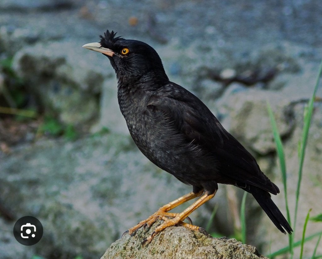 Maina, Meerdere dieren, Tropenvogel, Geringd