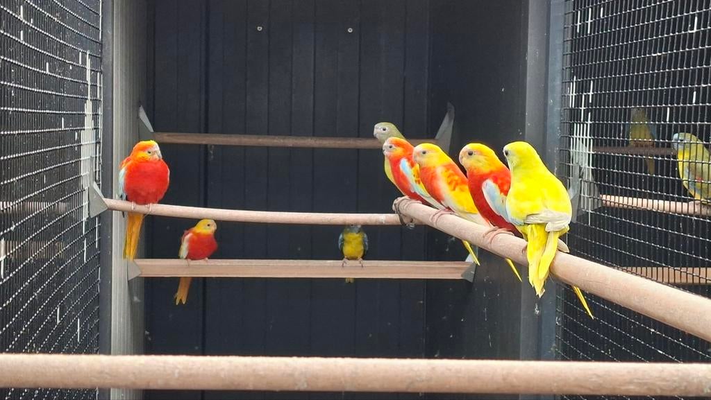 Turquoisine parkieten, Dieren en Toebehoren, Vogels | Parkieten en Papegaaien, Meerdere dieren, Parkiet, Geringd