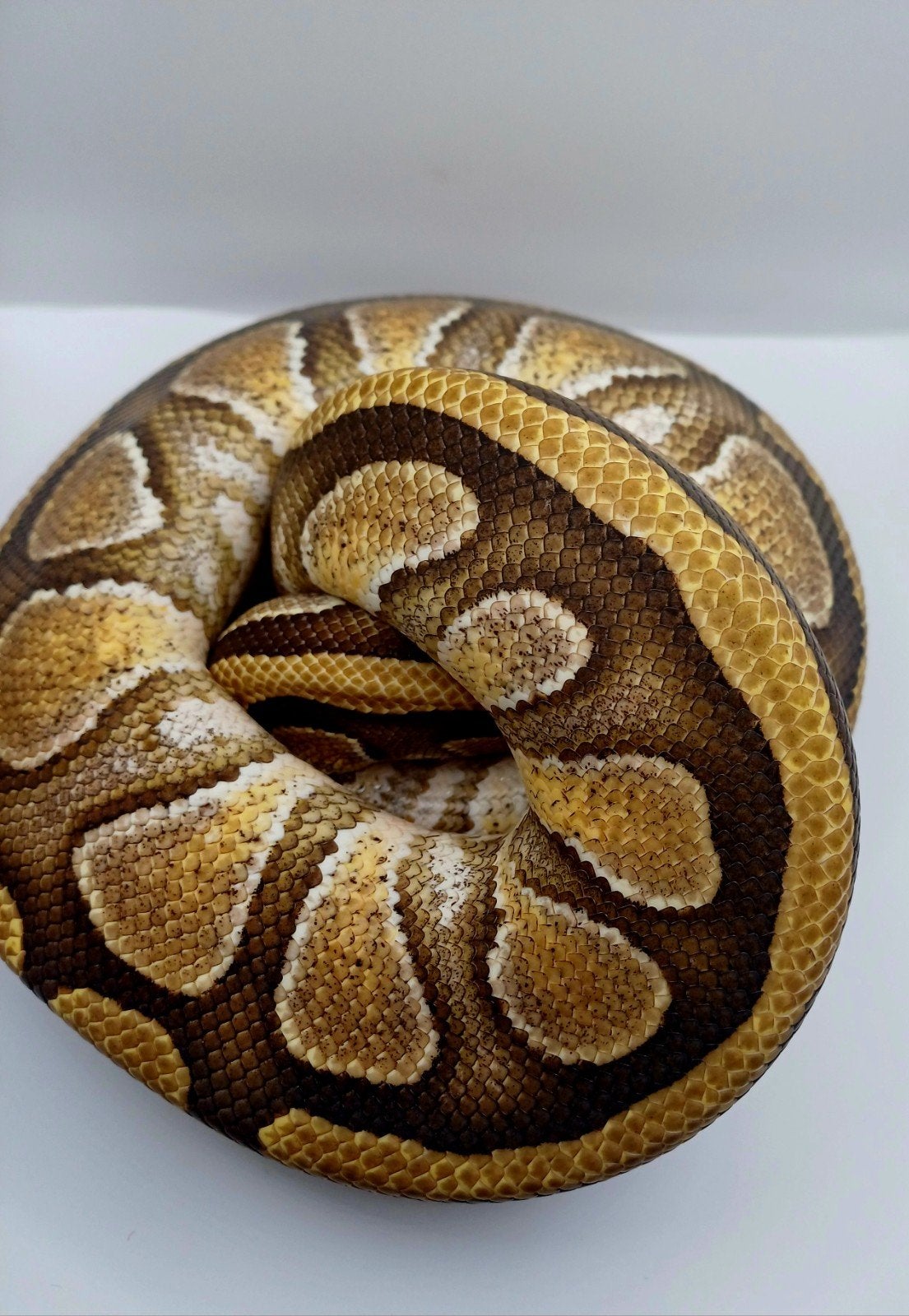 Python regius 1.0 Enchi cyprus het clown, Dieren en Toebehoren, Reptielen en Amfibieën, Slang