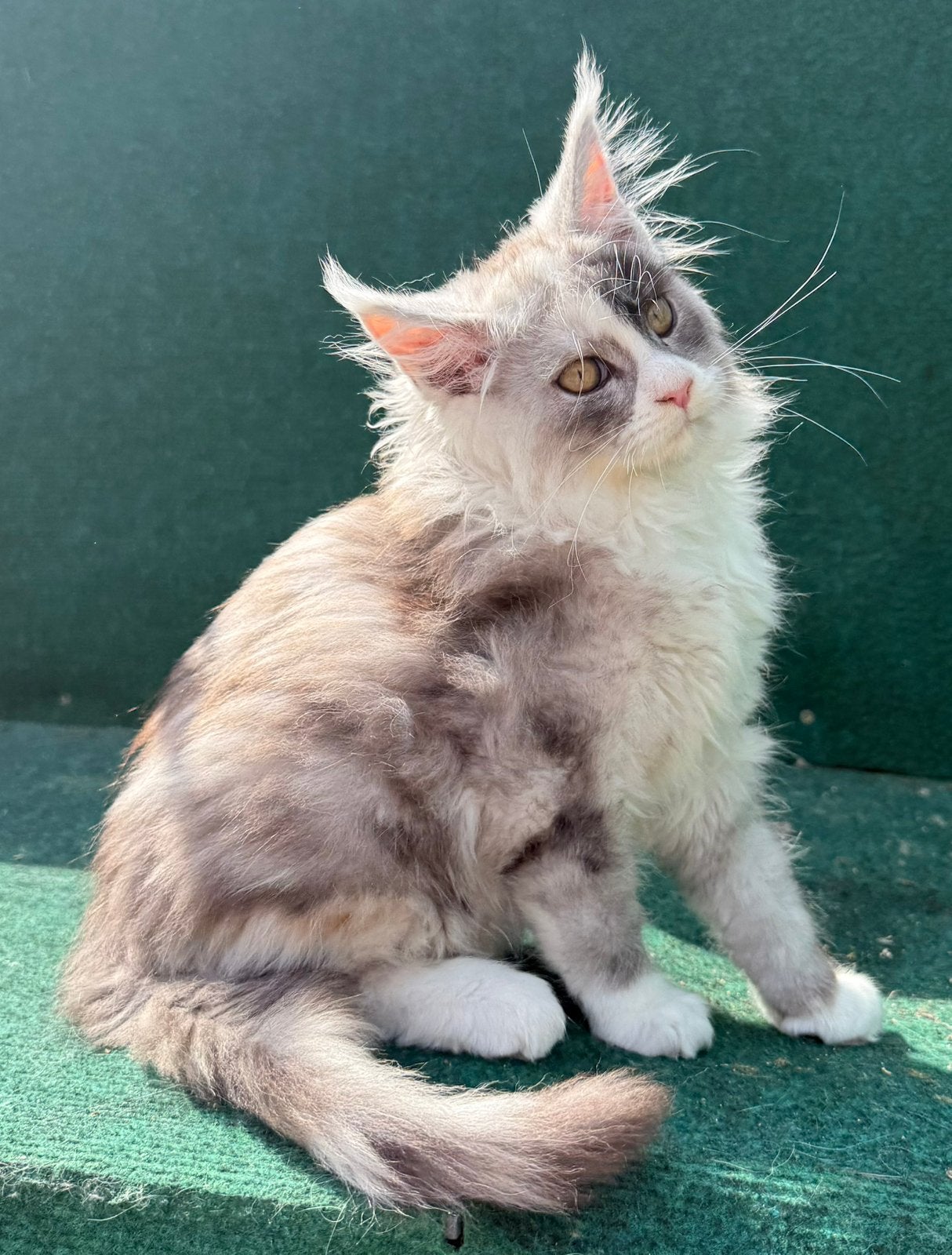 Super mooi maine coon poesje te koop 13 weken oud, Poes, Met stamboom, 0 tot 2 jaar