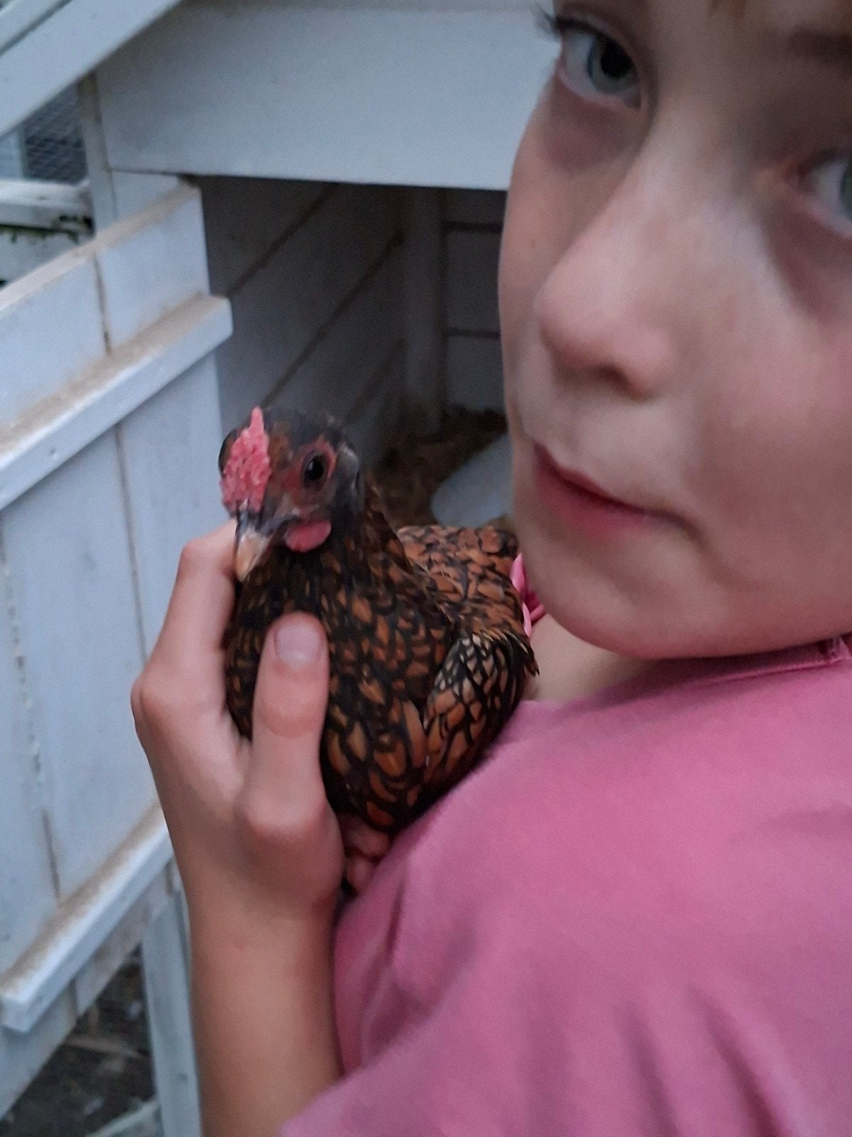mooi sebright haantje 10 wk, Dieren en Toebehoren, Mannelijk, Kip