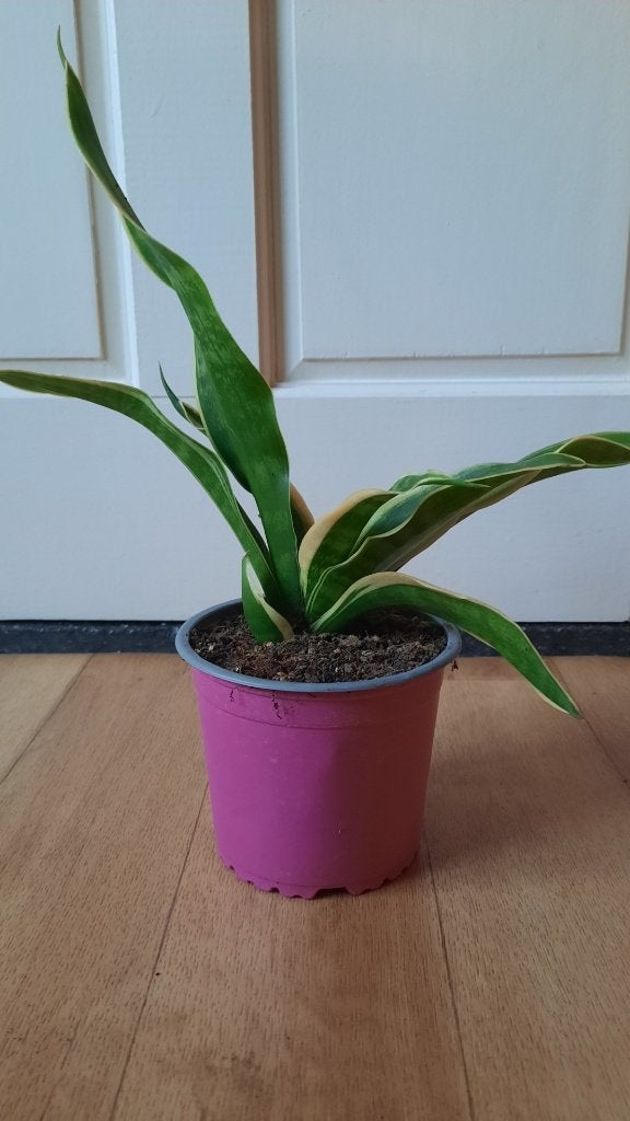 Te koop: vrouwentong plant, Ophalen, Overige soorten, Halfschaduw, Minder dan 100 cm