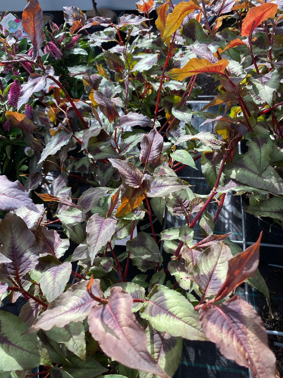 Persicaria microcephala 'Red Dragon' - Duizendknoop, Volle zon, Vaste plant, Zomer, Ophalen