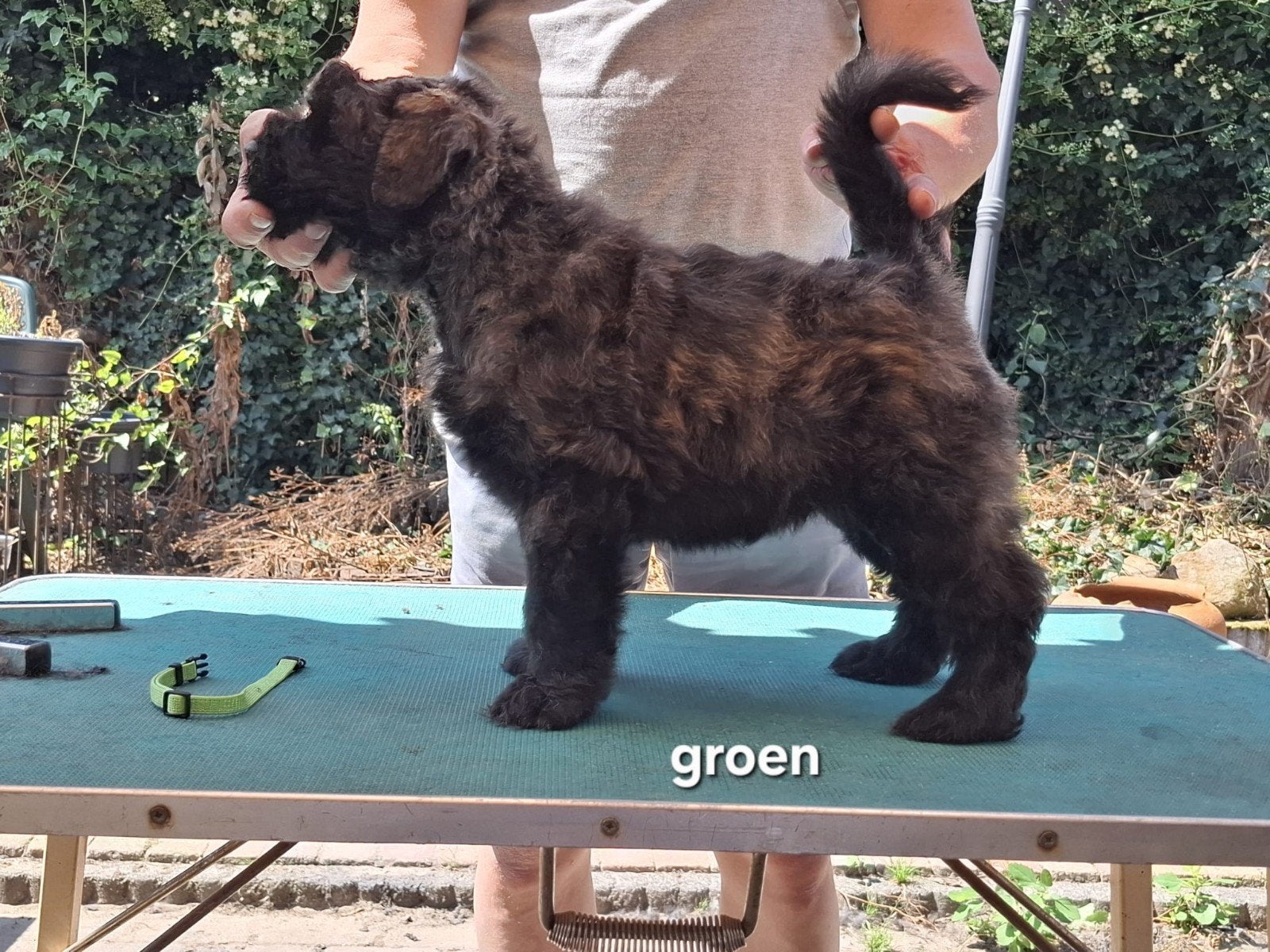 Bouvierpups, Dieren en Toebehoren, Bouvier, Parvo, 8 tot 15 weken, Meerdere