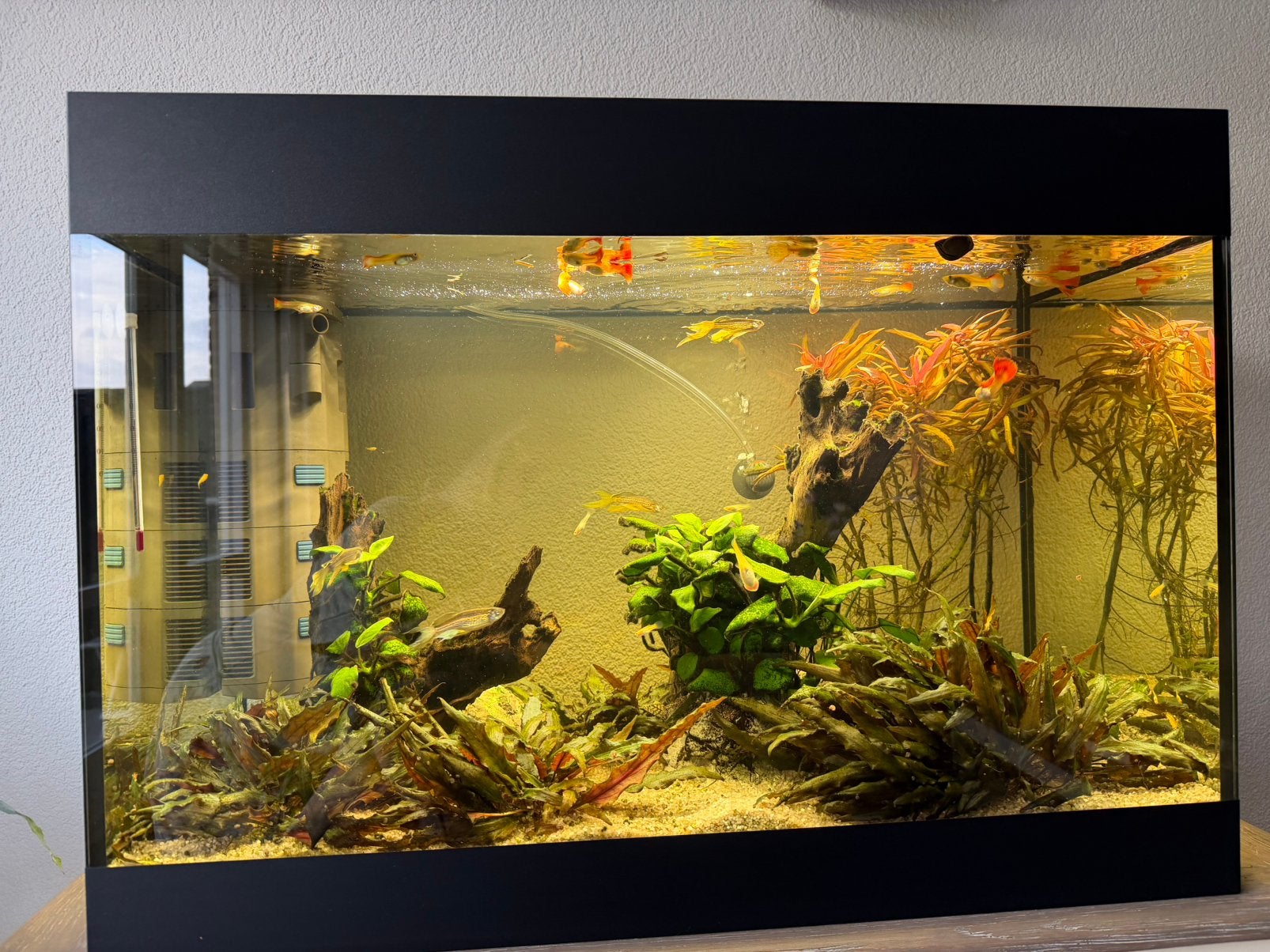 Ter overname. Aquarium met vissen en toebehoren, Ophalen of Verzenden, Zo goed als nieuw, Gevuld zoetwateraquarium