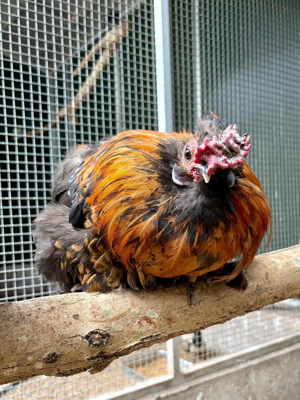 Charlie, zijdehoen kruising, Dieren en Toebehoren, Pluimvee, Mannelijk, Kip