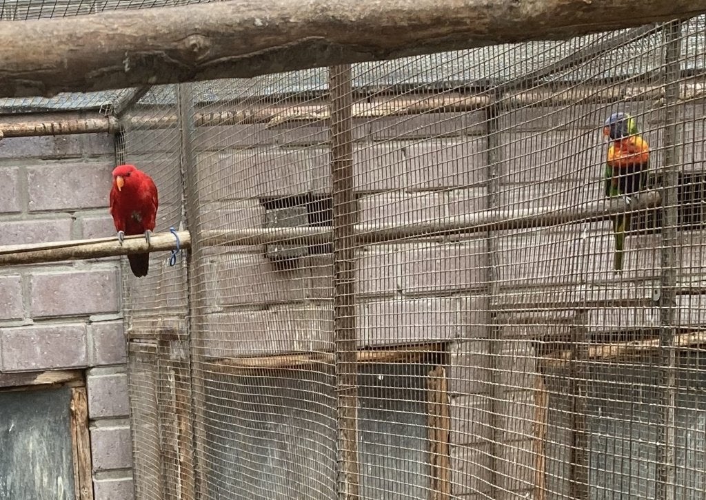 Bod gevraagd, Dieren en Toebehoren, Vogels | Parkieten en Papegaaien, Meerdere dieren, Papegaai