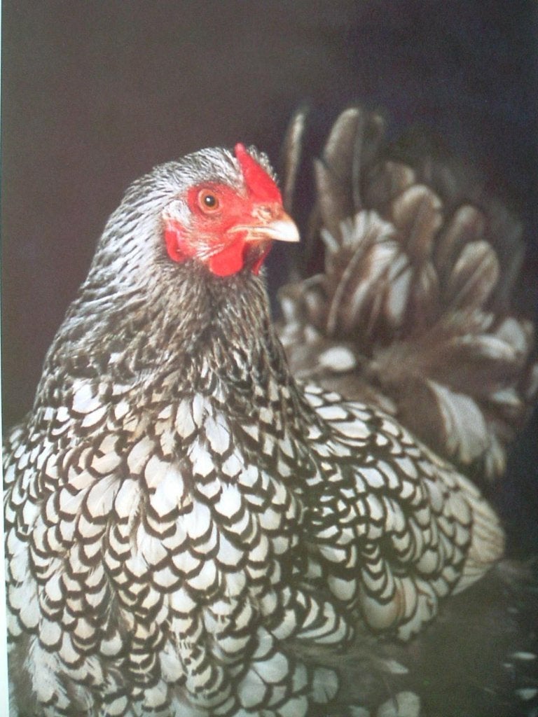 Geïllustreerde kippen encyclopedie., Ophalen of Verzenden, Zo goed als nieuw, Vogels, E. Verhoef.