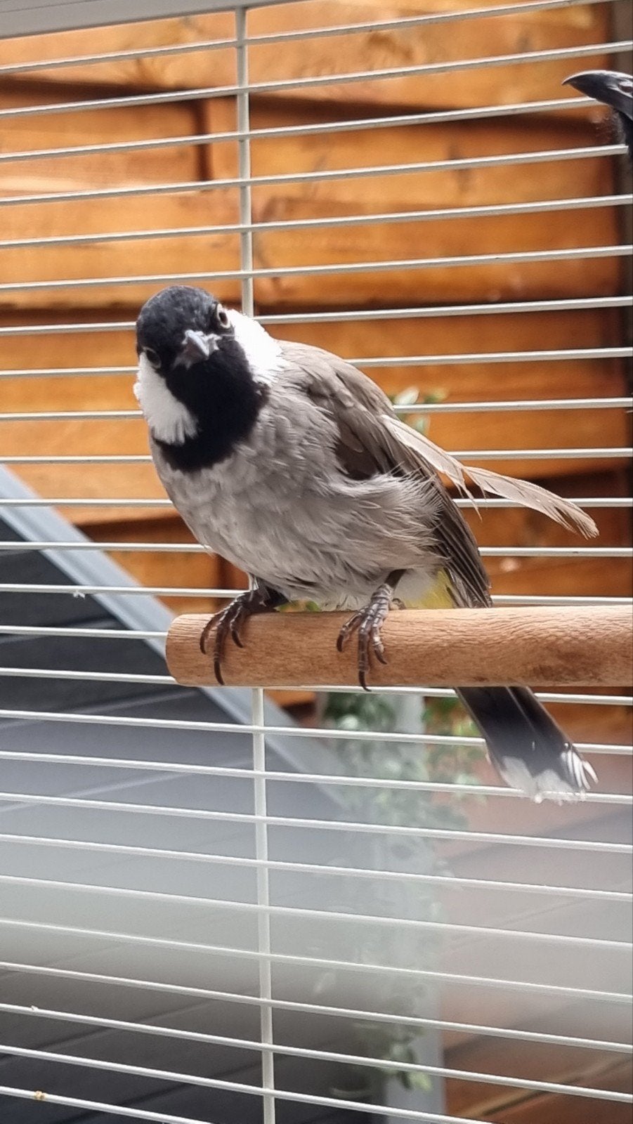 Mooie grote vogelkooi met koppel witwangbuulbuuls, Ophalen, Metaal, Vogelkooi