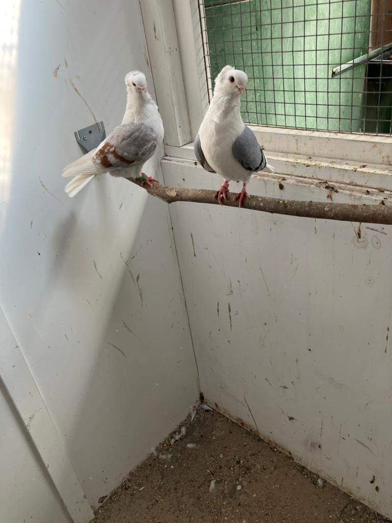 Koppel meeuwtjes, Dieren en Toebehoren, Meerdere dieren, Geringd